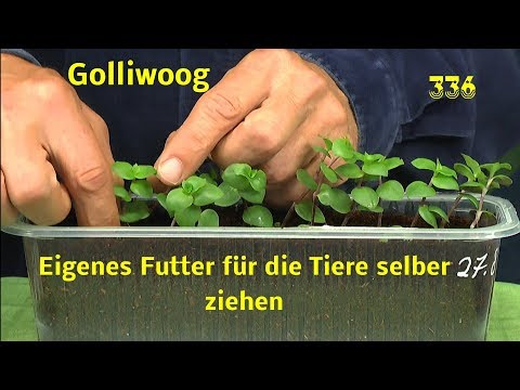 Video: Callisia Anmutig Und Andere Callisias, Die Zu Hause Wachsen