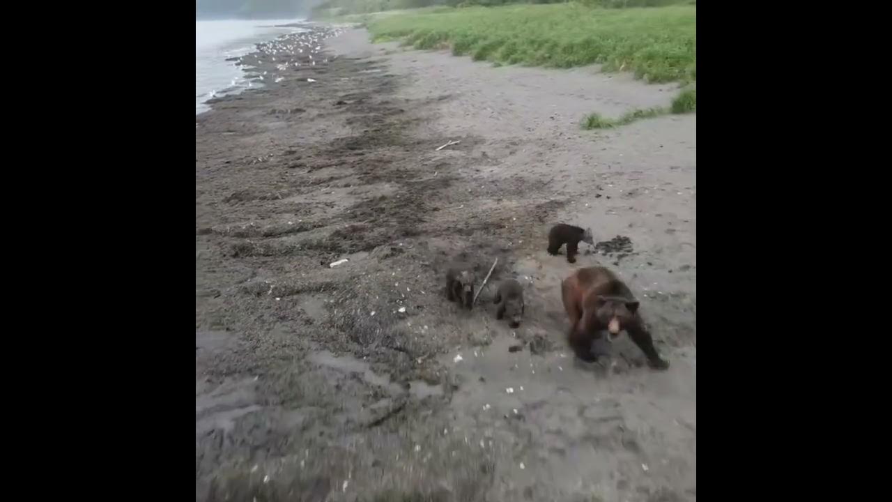 Медведи Сахалина МСС