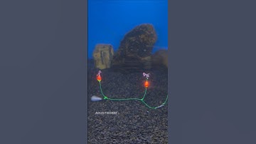 BOTTOM FISHING RIG USING FLOATS #shorts #fishing #tutorial