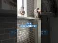 フクロウは甘噛みする？ライブ ハイライト #owl #フクロウ