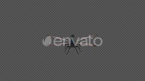 Dragonfly Idle Pack 4In1 | Motion Graphics - Envato elements