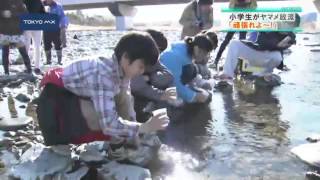 小学生がヤマメの稚魚を放流