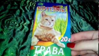 Как вырастить траву для кошек Как вырастить траву для кошек