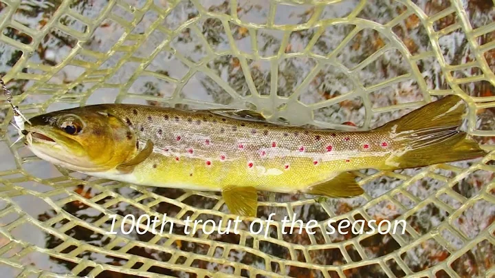 White Miller gets trout No 100
