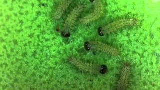 Phaon Crescent Larvae Feeding