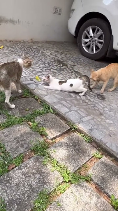 Angry male cats hot argument for female |Cats Fighting|10