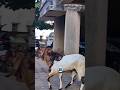 Bakre Ki Masti🤩😍 #bakraeid #bakraeid2026 #bakraeidspecial #bakra #goats #trending #biggoats #masti