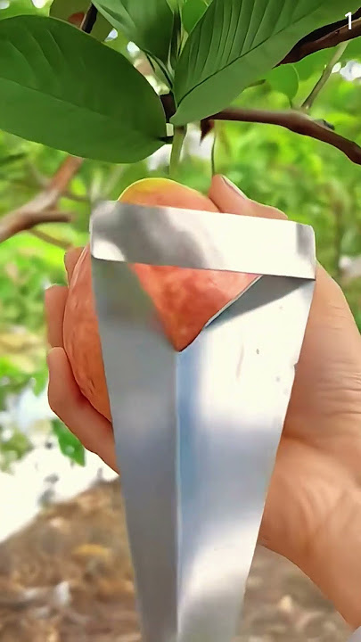 ide cerdas membelah buah jambu menggunakan alat mini #shorts