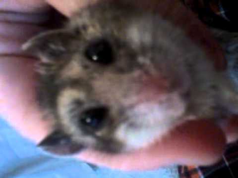 Scared Hamster (funny) - YouTube