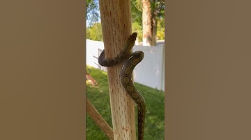 Snake Climbing #shorts #snake #animals #wildlife #reticulatedpython #reptiles
