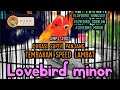 LOVEBIRD MINOR TEMBAKAN SPEED LAMBAT COCOK BUAT MASTERAN UNTUK BAHAN KONGSLET..!!! #lovebirdminor