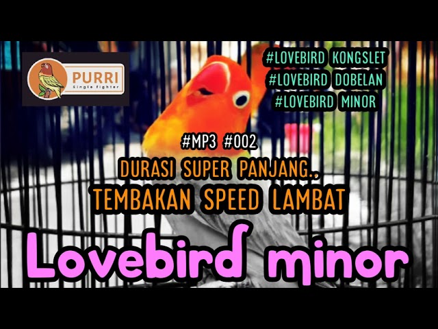 LOVEBIRD MINOR TEMBAKAN SPEED LAMBAT COCOK BUAT MASTERAN UNTUK BAHAN KONGSLET..!!! #lovebirdminor class=