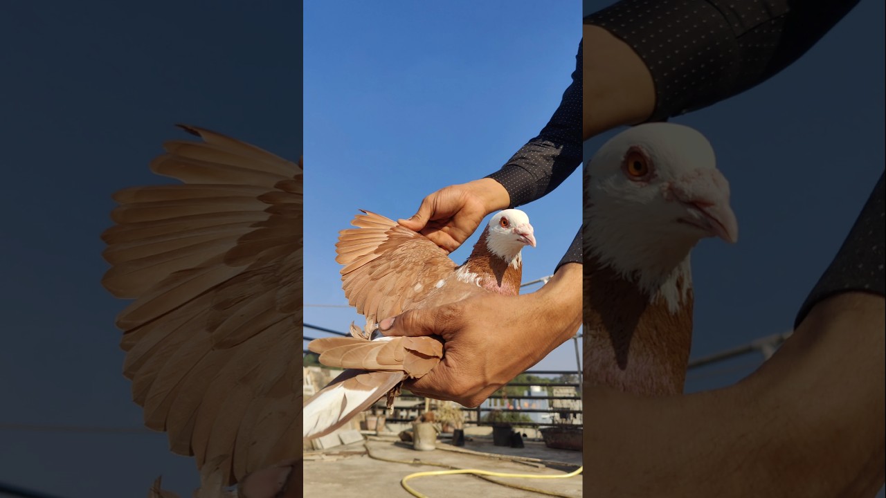 sadab tiger kabutar 🥰🕊️ 