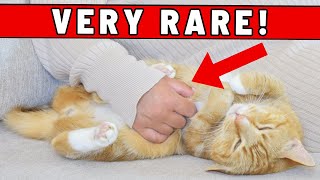 Does Your Cat Allow You To Rub Their Belly? - Here Is What It Really Means Extremely Rare