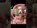 ❤️ETTA❤️ #love #shorts #viral #cute #money #adoptdontshop #rescuedogs #puppy #trending #youtube #dog