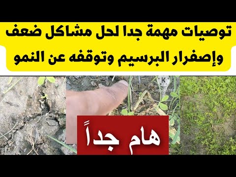 أسباب ضعف وتوقف نمو وإصفرار البرسيم حلول ونصائح هامة جدا لازم تعرفها لاتنسوا الاشتراك في القناة