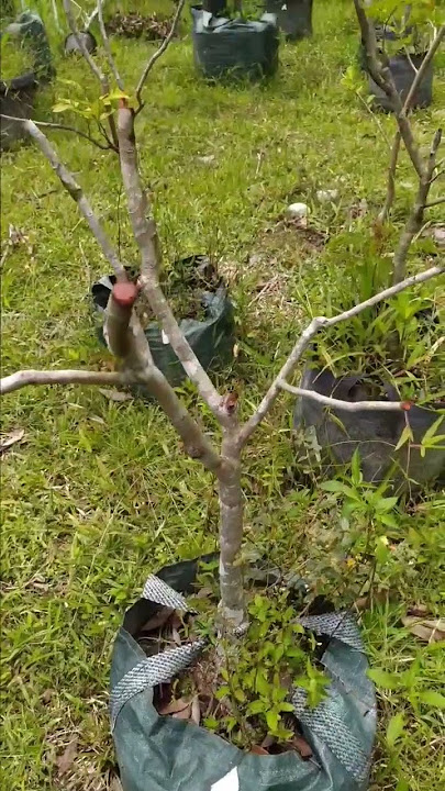 Cara Pruning Kelengkeng Agar Cepat Berbuah #shorts