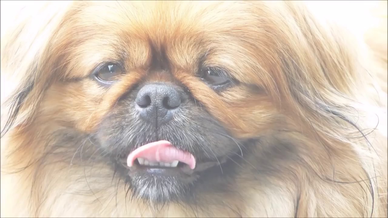 puppy paradise Lesser known Facts About Pekingese - Bhola Shola