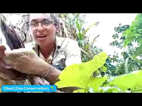 Osa Conservation | Obed Azofeifa: Green Farming - Conservation & Agriculture Collide