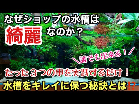 水草水槽を綺麗に保つ３つの方法 !誰でも簡単に出来る「ショップの水槽はなぜ綺麗なのか？」ADAネイチャーアクアリウム立ち上げ初心者、水換え液肥添加、コケ対策と予防、黒髭ゴケ駆除、掃除、器材設備の選び方