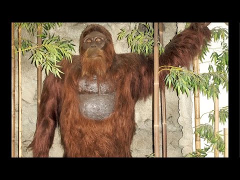 DAN BELL SATURDAY Ep 18 / Let’s Talk About that Bigfoot Video!