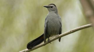 How Nature Works: Catbird Mimicry