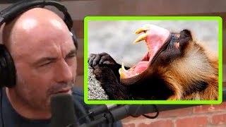 Joe Rogan Shares Crazy Baboon Stories