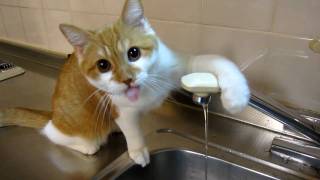 水道水を蛇口から直飲みする猫みるく。