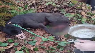 The heavy rain swept the dog out of his house and his painful legs couldn't find his way back. by Mike Ala  949 views 5 days ago 3 minutes, 29 seconds