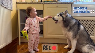 Sneaky Baby Feeds Her Huskies Snacks Without Dad Knowing!😂. [HIDDEN CAM!!]