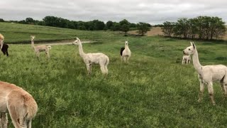 VLOG 2 of 2021 ~ returning to YouTube by Butterfield Alpaca Ranch 666 views 2 years ago 13 minutes, 55 seconds