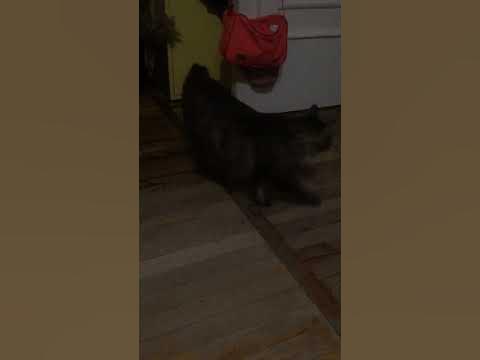 серьёзный и деловитый - YouTube