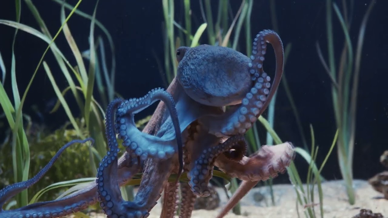 Havets intelligens, avsnitt 4