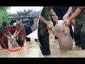 Pig appears to be smiling while being rescued from floodwaters in China