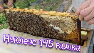 Пасіка дяді Міші - Як працює Вулик (Нуклеус) на 145 рамку