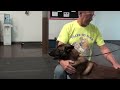 Canine Good Citizen CGC Therapy dog test Part ll