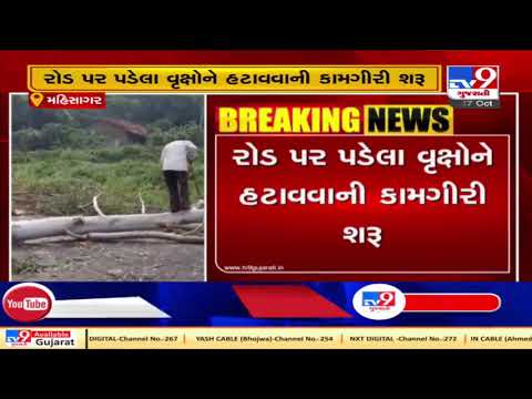 Several trees uprooted due to heavy rainfall in Mahisagar | TV9News
