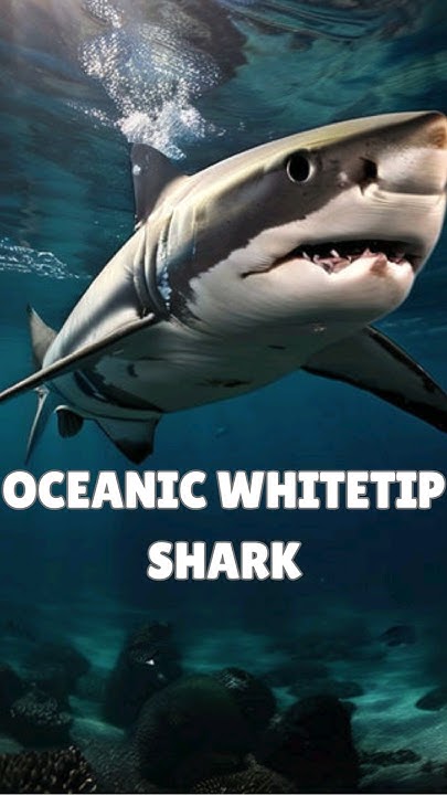 Oceanic Whitetip Shark Facts! (Did you know this about Oceanic Whitetip
