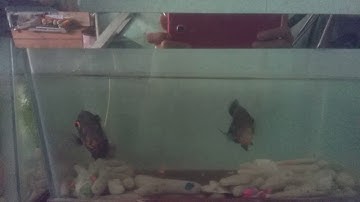 Tai tựợng châu phi cắn nhau