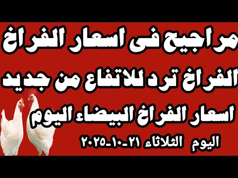 اسعار الفراخ البيضاء اليوم سعر الفراخ البيضاء اليوم الثلاثاء ٢١ ١٠ ٢٠٢٥ في المحلات في مصر