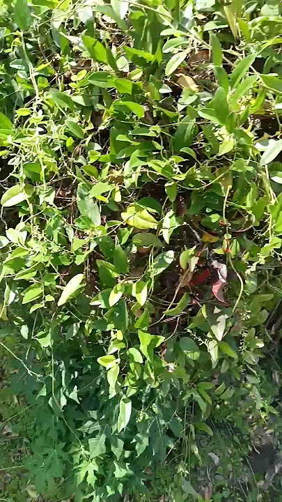 Mencari daun untuk bikin es cau