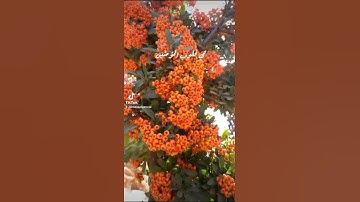 ما تيسر من سورة الفتح بصوت رائع