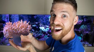 ANEMONES IN THE REEF TANK | Selecting, Keeping, Care, and Hosting