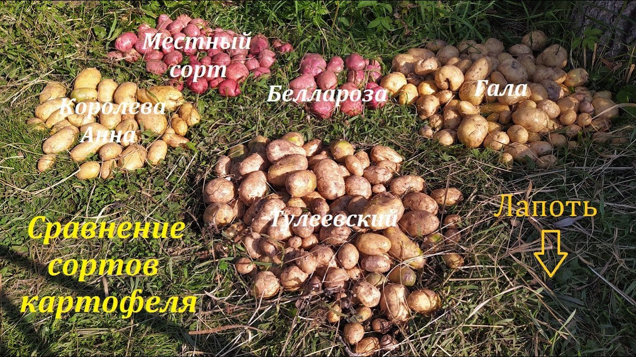 Сравнение сортов картофеля Гала, Лапоть, Королева Анна, Тулеевский, Беллароза