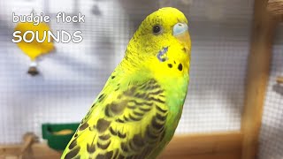 Budgie sounds | chirping for lonely birds to make them sing