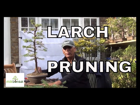 Video: Larch Eropa: penanaman dan perawatan