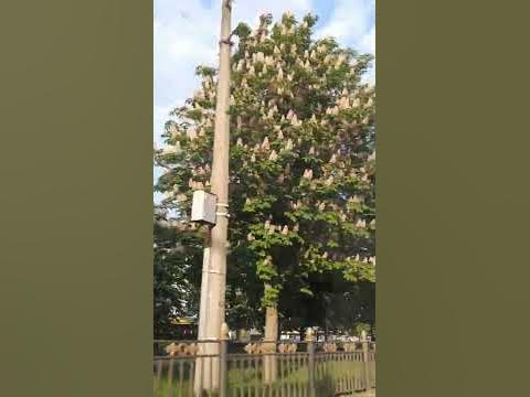 Полтава каштанова алея цвітуть каштани - YouTube