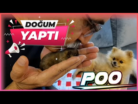 KÖPEĞİM POO DOĞUM YAPTI! (İŞTE YAVRUSU)