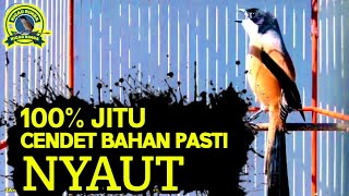 cendet gacor JITU full BONGKAR EMOSI,, PANCINGAN CENDET AGAR BUNYI bikin BURUNG PENTET GACOR NYAUT