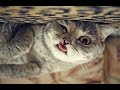 Try Not To Laugh - Funny cat, dog video Compilation 2017